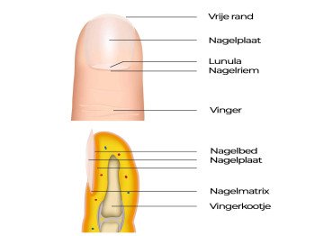 Anatomie van de vingernagel