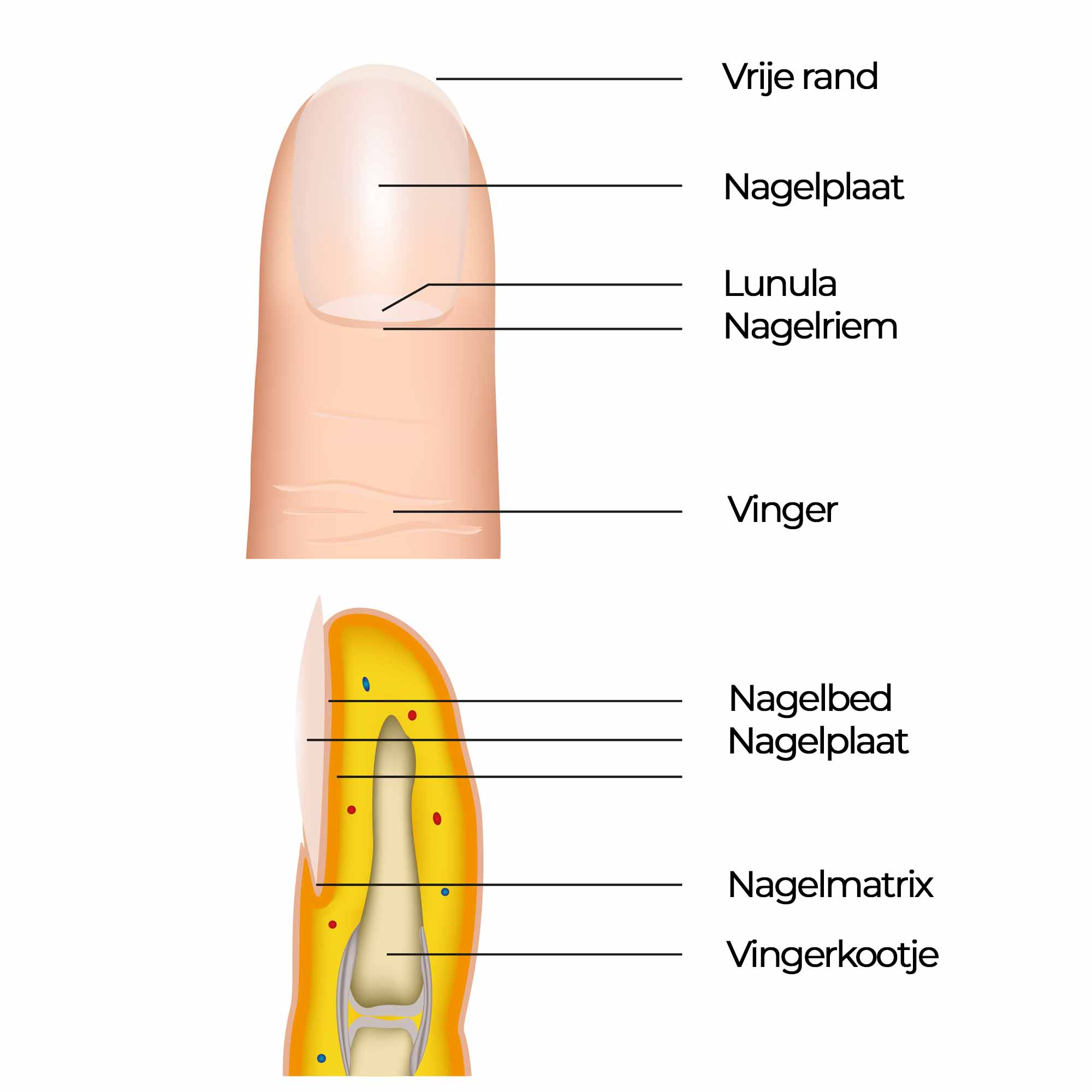 Anatomie van de nagel